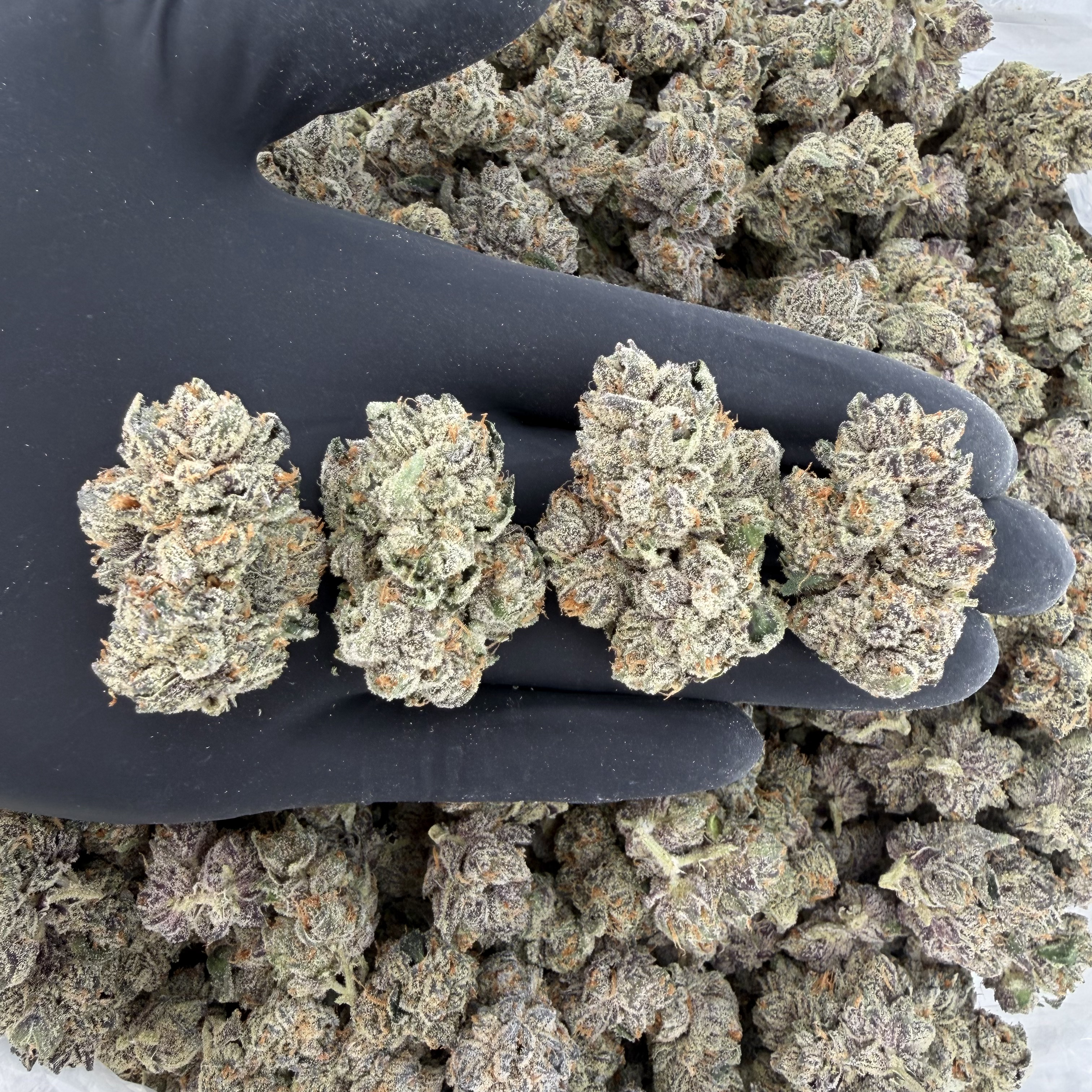 LIMITED STOCK: Sour Peaches