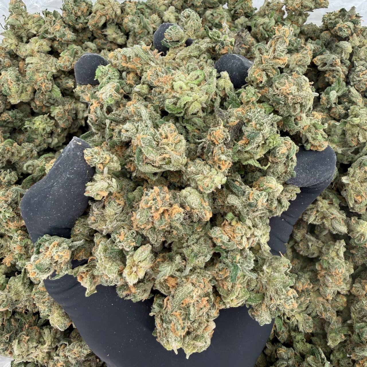 Exotic Smalls: Blue Dream