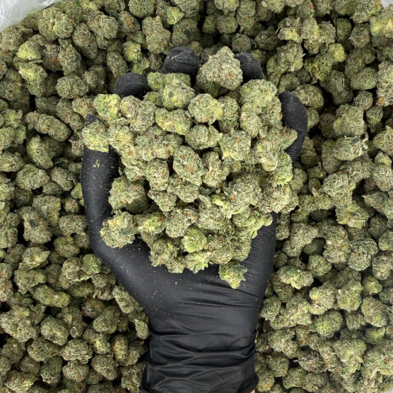 Exotic Smalls: Sour Runtz