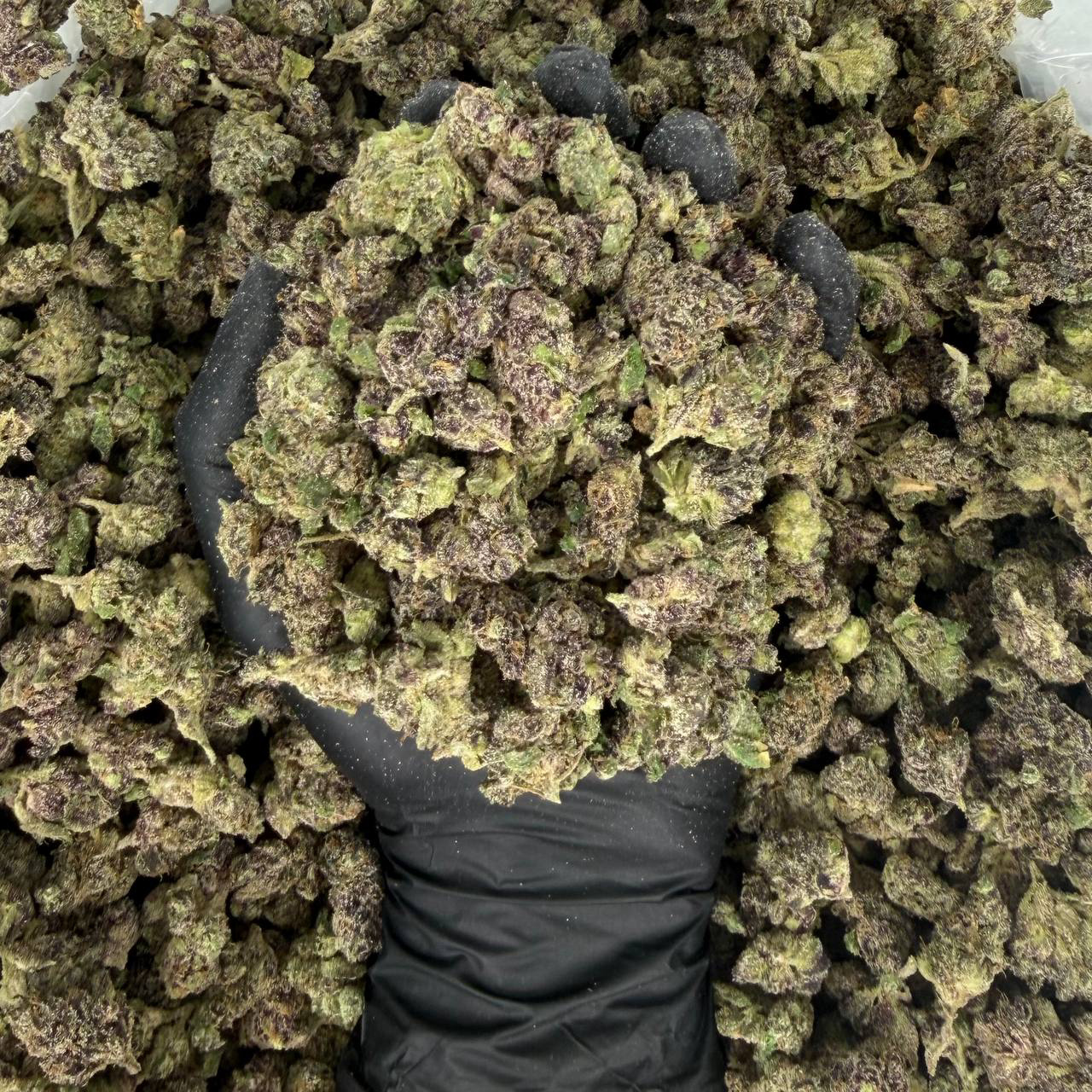 Exotic Smalls: Hawaiian Runtz