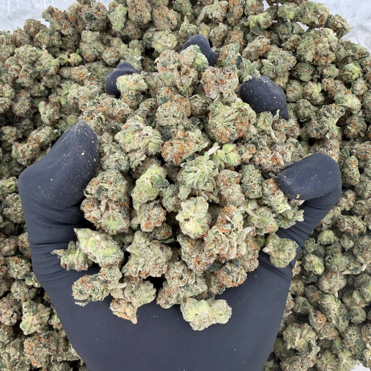 Exotic Smalls: Delta Runtz