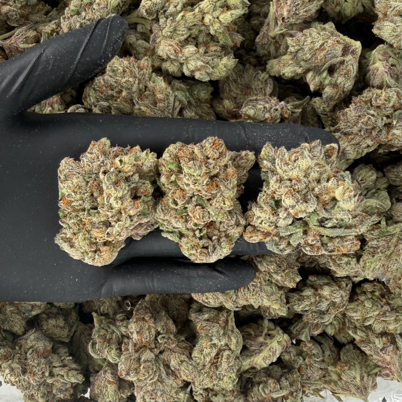 Purple Reign (ZaZa Tier)