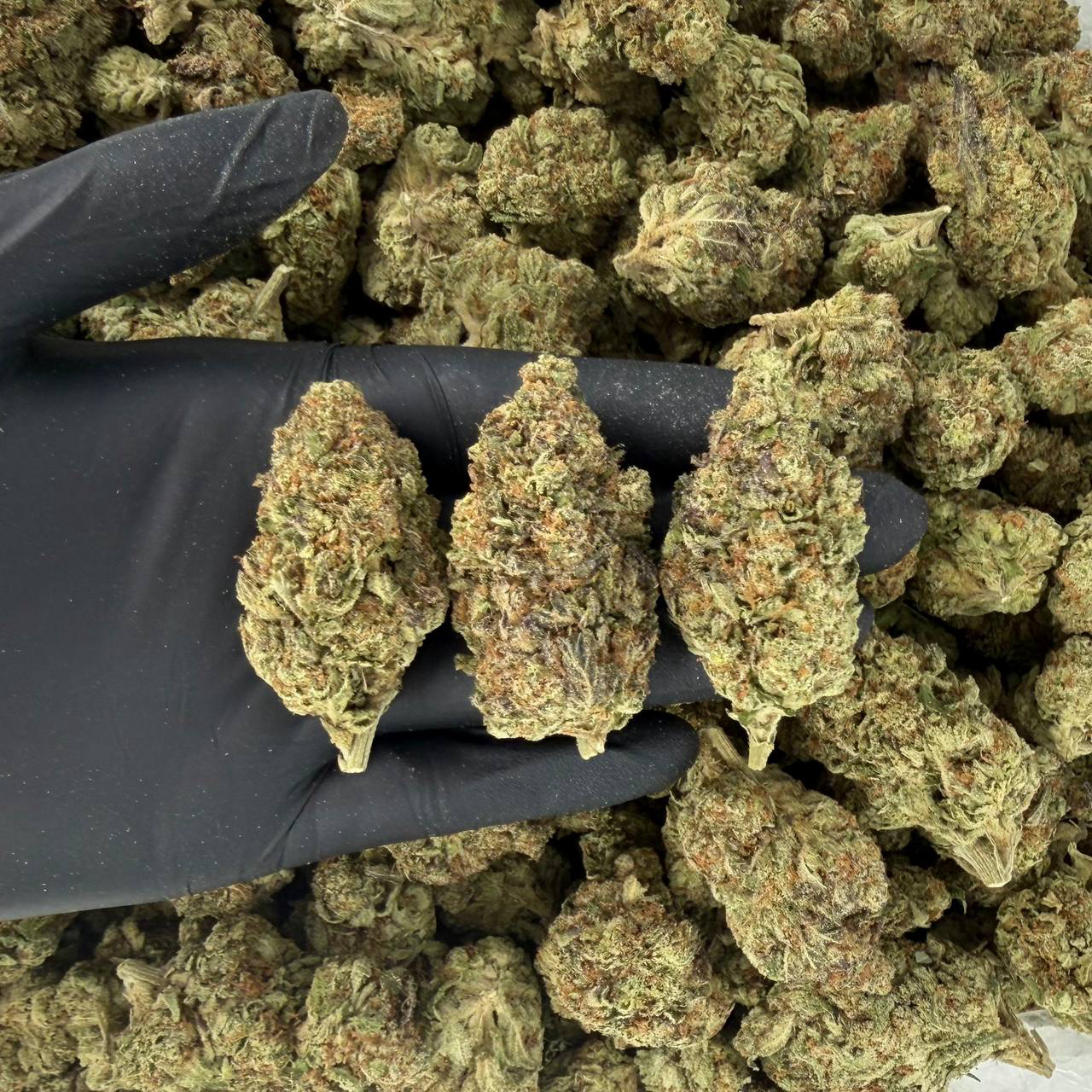 Chocolate Mintz (Silver Tier)