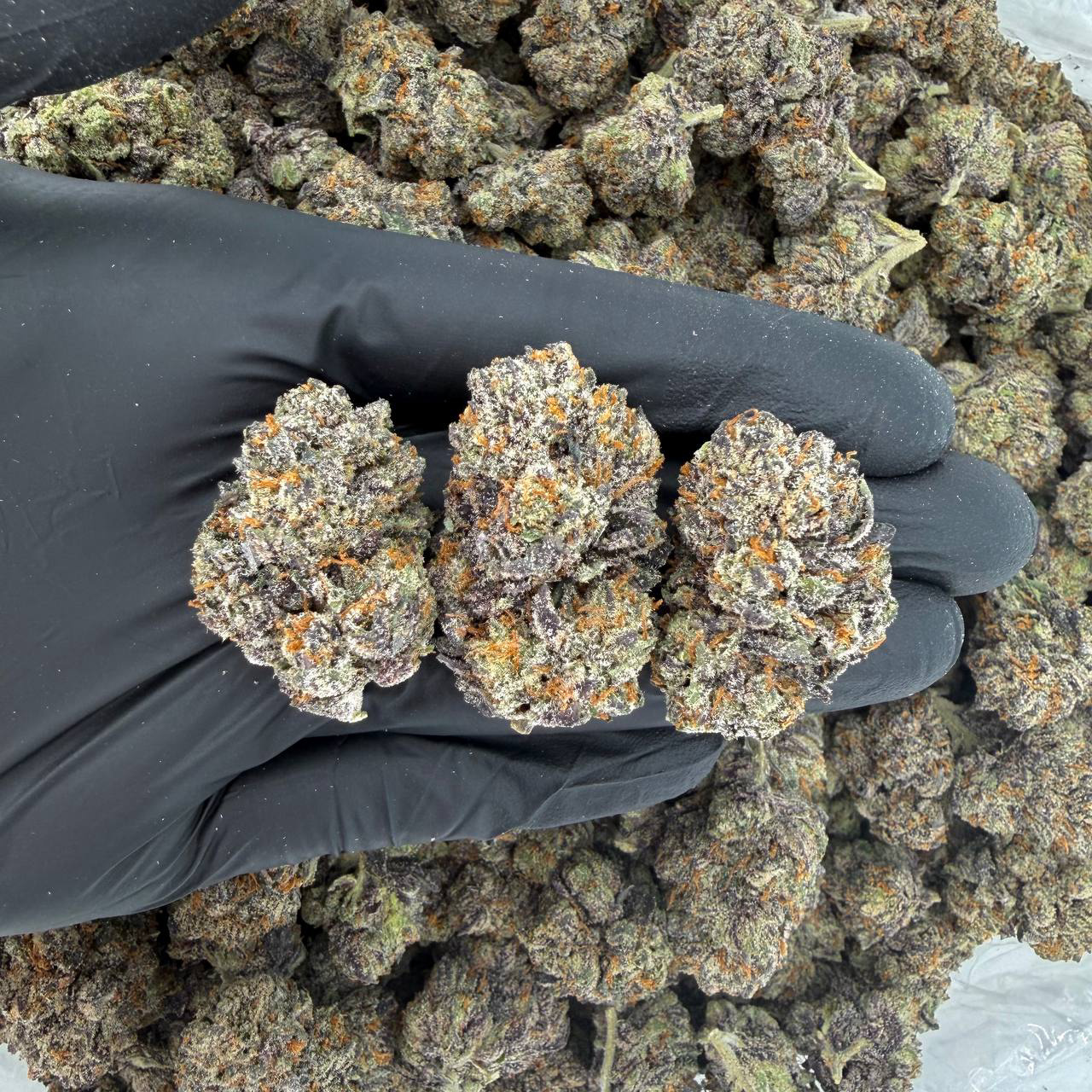 Dirty Sprite Breath (ZaZa Tier)