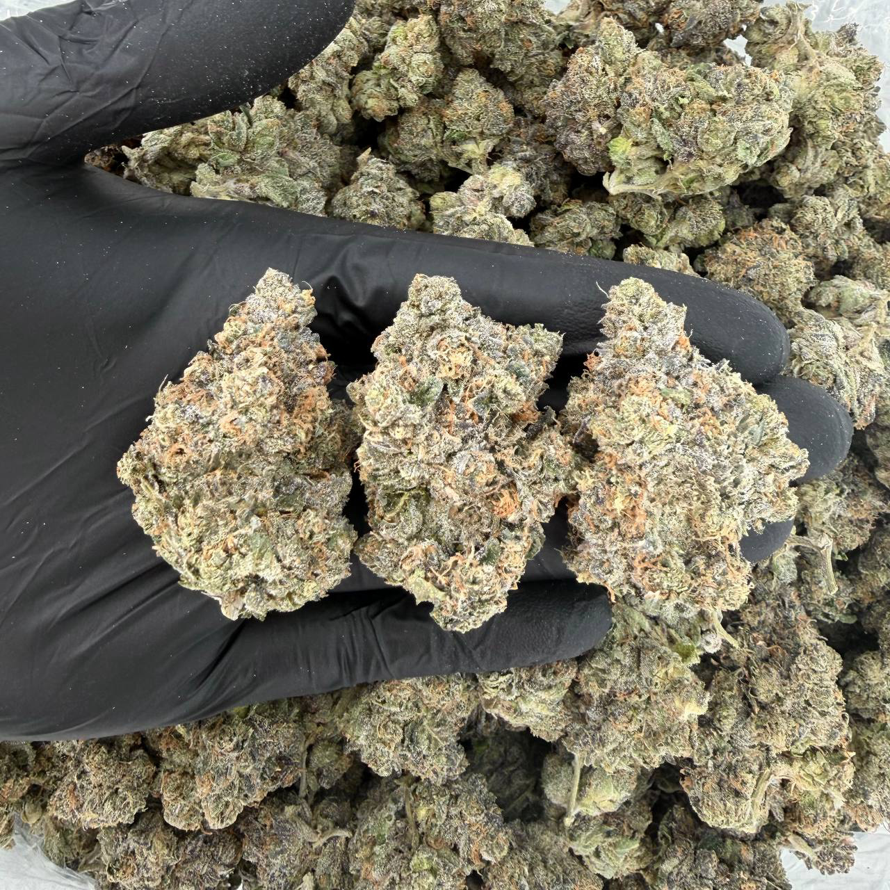 Pretty Wicked (Exotic Tier)