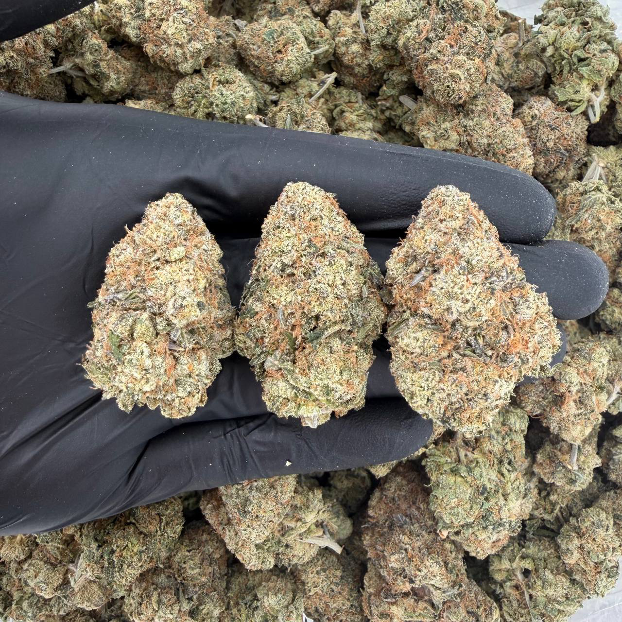 Forbidden Fruit (Gold Tier)