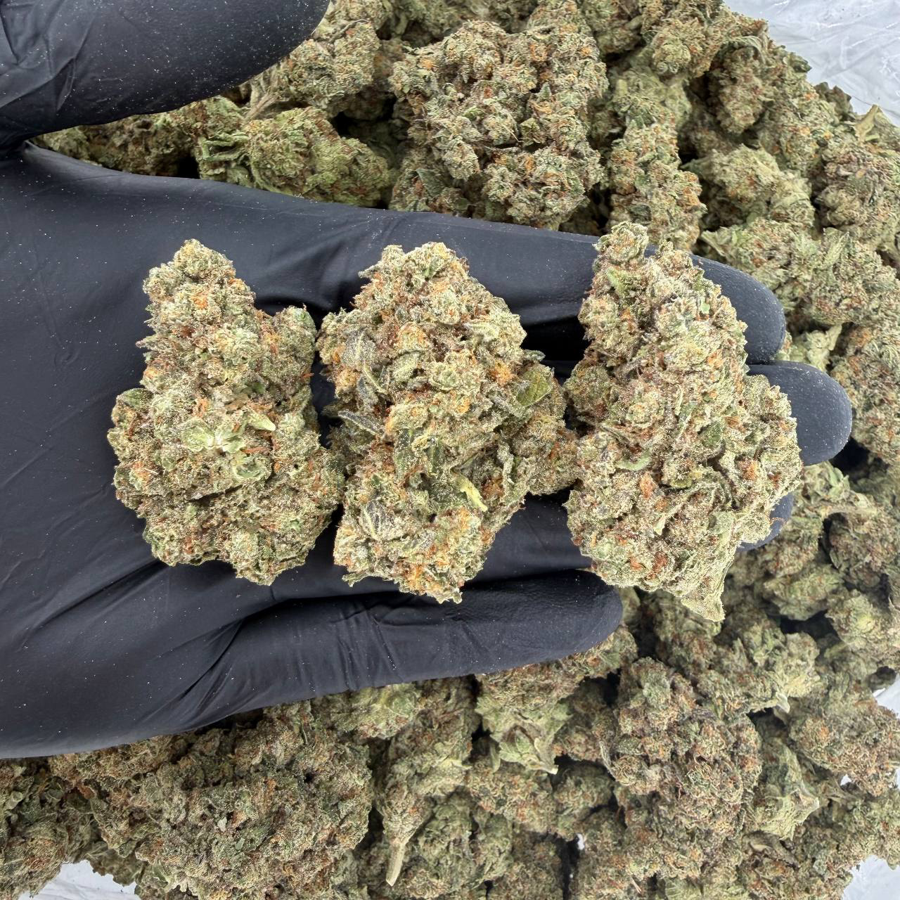 Cartel Cut (Silver Tier)